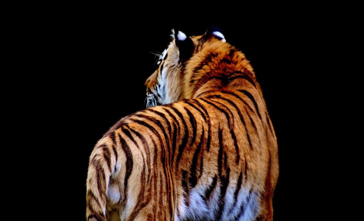 First place: Fearful Symmetry by Holly&nbsp;Barratt