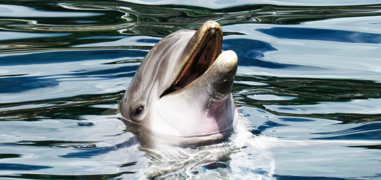 Third place: Asshole Dolphin by Jeremy&nbsp;Glazer