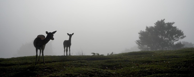As The Deer Watched by Anne Falkowski